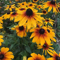 Yellow Rudbeckia Flower seeds for Planting - Cottage Garden Essential, Heirloom & GMO Free Seeds for Home Garden