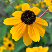 Rudbeckia Triloba Seeds for Planting  Vibrant Flower Seeds for Your Garden