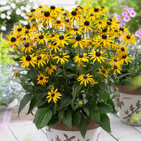 Rudbeckia Flower seeds for Planting Compact Growth Heirloom & GMO Free Seeds for Home Garden