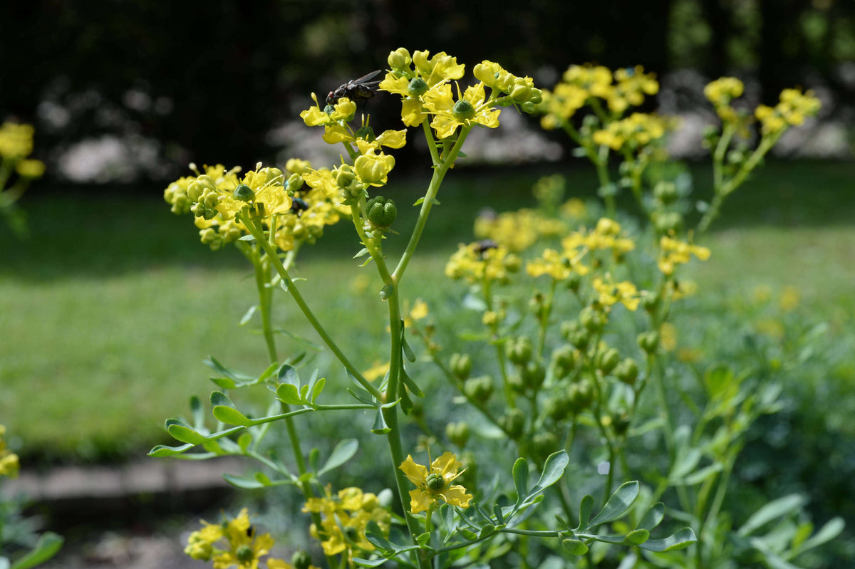 Yellow Ruta Flower seeds for Planting - Garden Favorite, Heirloom & GMO Free Seeds for Home Garden
 
 Sale seeds for planting in home garden