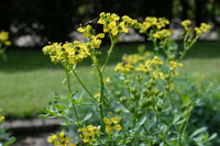 Yellow Ruta Flower seeds for Planting - Garden Favorite, Heirloom & GMO Free Seeds for Home Garden
 
 Sale seeds for planting in home garden