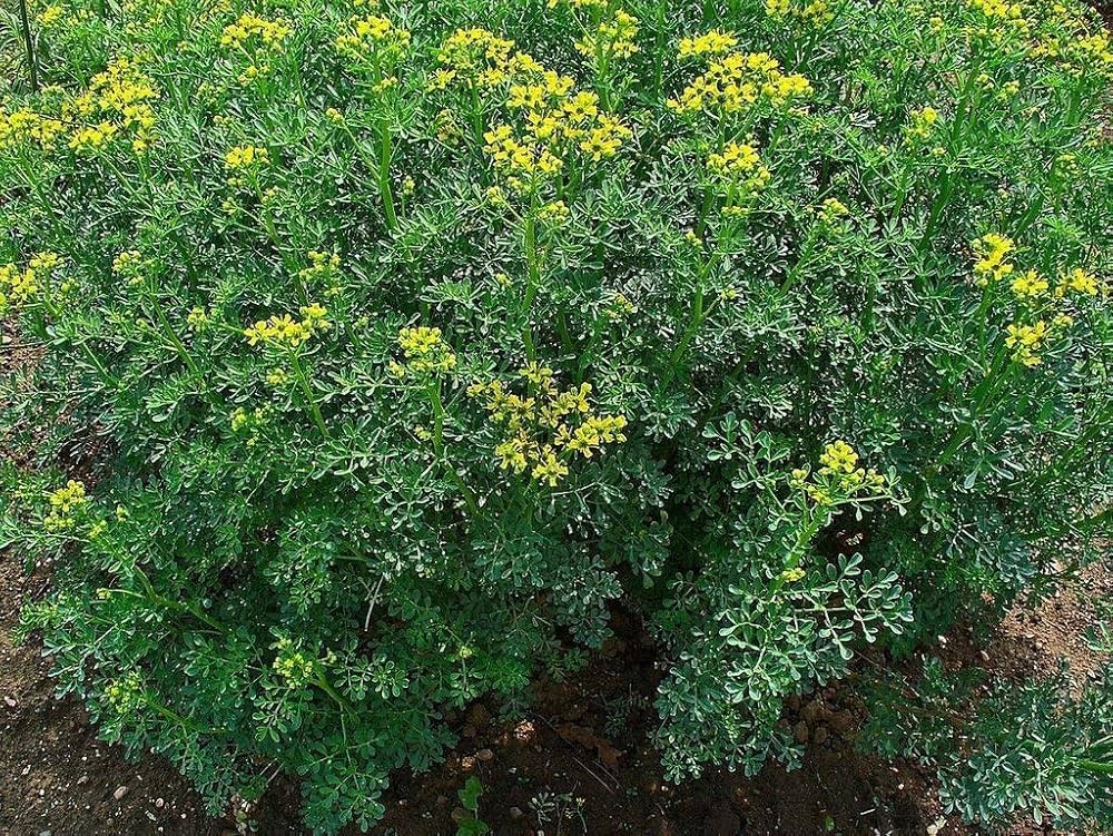 Rue yellow flowers attracting pollinators