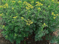 Rue yellow flowers attracting pollinators