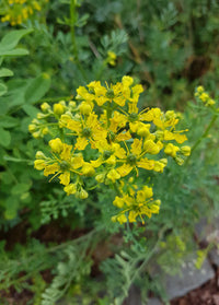 Ruta Graveolens Flower seeds for Planting Fragrant Blossoms Heirloom & GMO Free Seeds for Home Garden