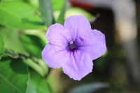 Purple Humilis Flower seeds for Planting - Cut Flower Favorite, Heirloom & GMO Free Seeds for Home Garden