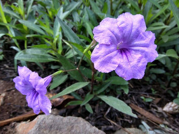 Mexican Pansy Flower seeds for Planting Bright Blooms Heirloom & GMO Free Seeds for Home Garden