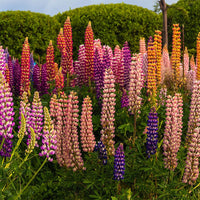 Russell Lupine Flower seeds for Planting - Perfect for Borders, Heirloom & GMO Free Seeds for Home Garden