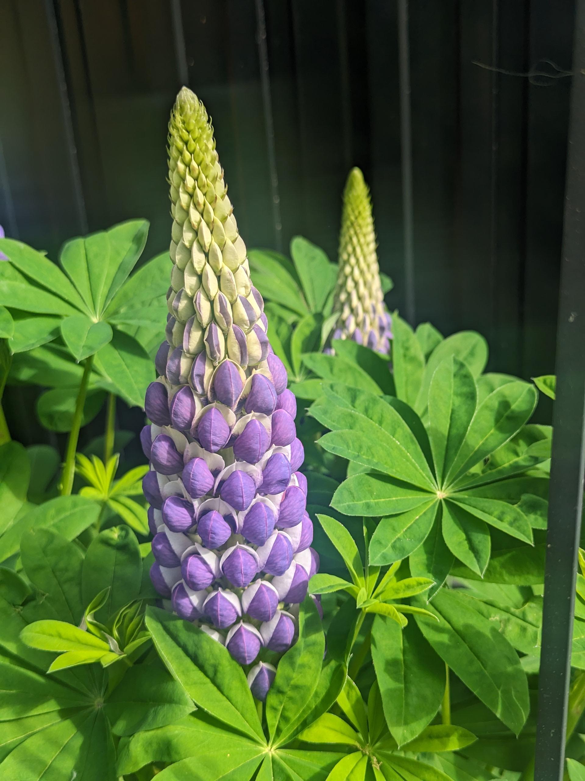 Russell Lupine Planting Seeds Collection