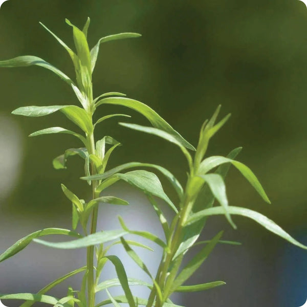 Russian Tarragon seeds Artemisia dracunculus hardy perennial plant
