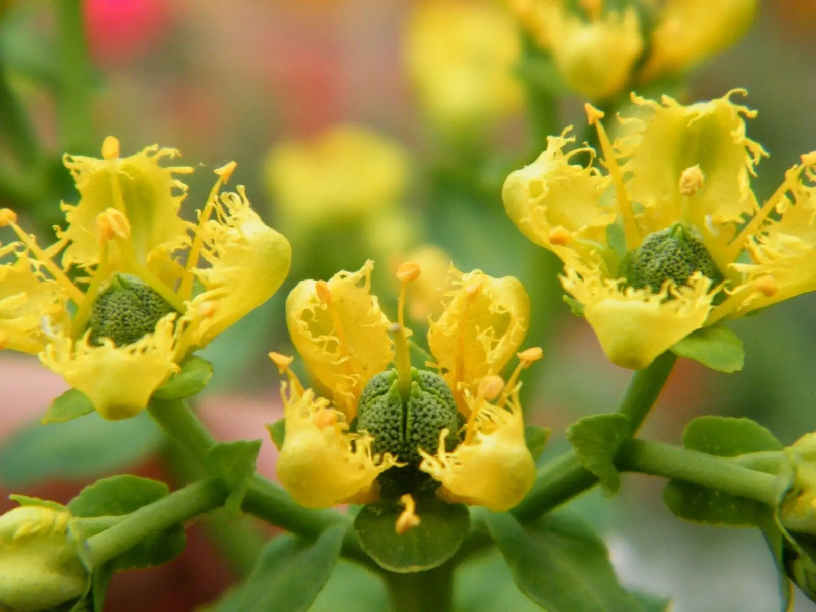 Yellow Ruta Graveolens Flower Planting Seeds  Brighten Your Garden with Vibrant Flowers
