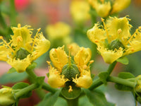 Yellow Ruta Graveolens Flower Planting Seeds  Brighten Your Garden with Vibrant Flowers