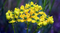 Yellow Ruta Graveolens Flower Planting Seeds  Brighten Your Garden with Vibrant Flowers