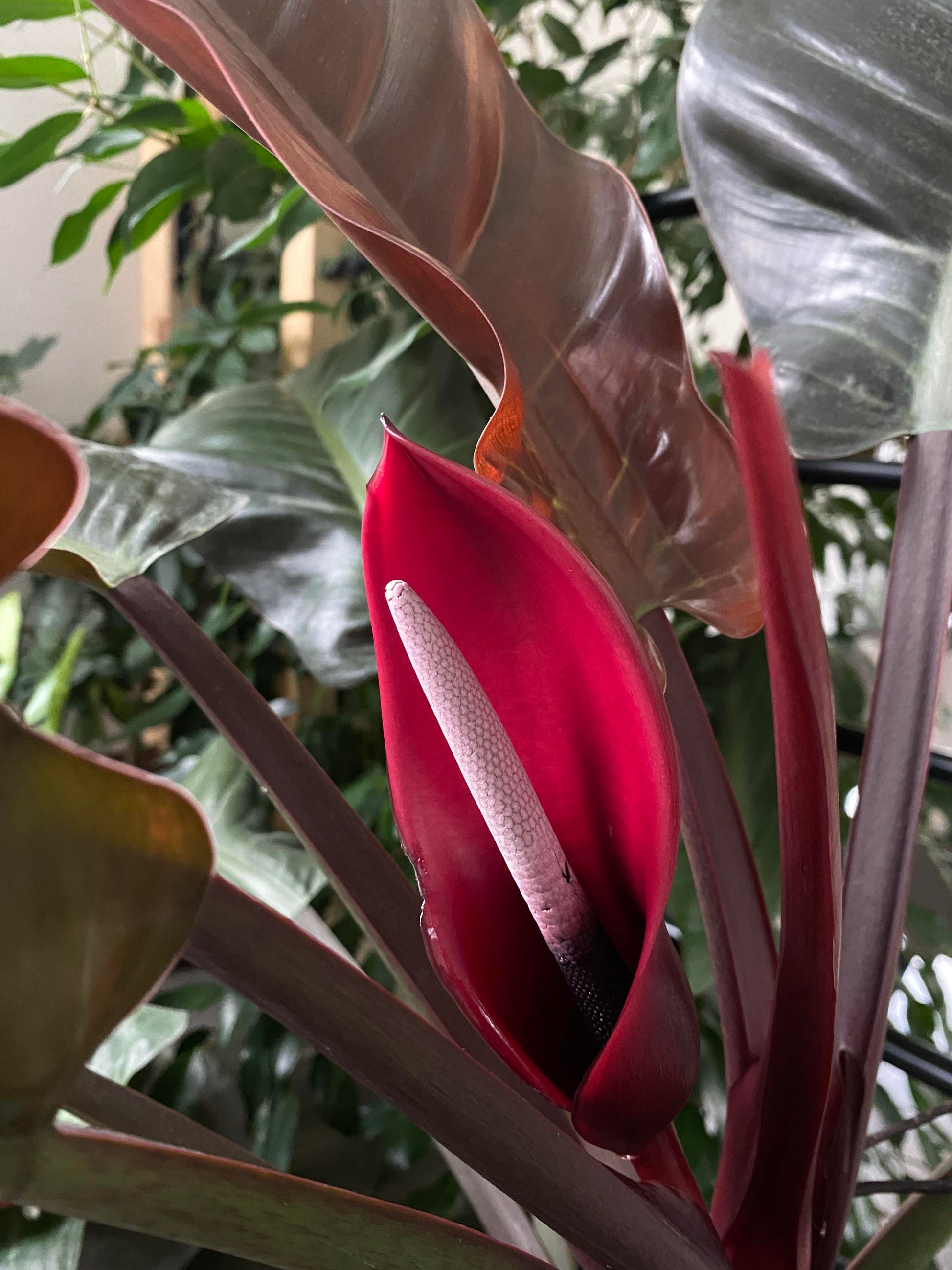Philodendron Flower seeds for Planting Long Bloom Season Heirloom & GMO Free SeeDS for Home Garden