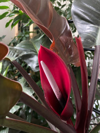 Philodendron Flower seeds for Planting Long Bloom Season Heirloom & GMO Free SeeDS for Home Garden