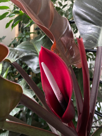 Philodendron Flower seeds for Planting Long Bloom Season Heirloom & GMO Free SeeDS for Home Garden