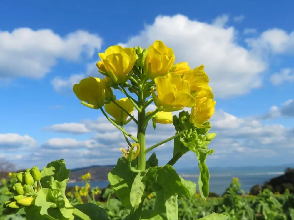 Yellow Rape Flower seeds for Planting - Fragrant Blossoms, Heirloom & GMO Free Seeds for Home Garden