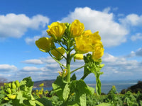 Yellow Rape Flower seeds for Planting - Fragrant Blossoms, Heirloom & GMO Free Seeds for Home Garden