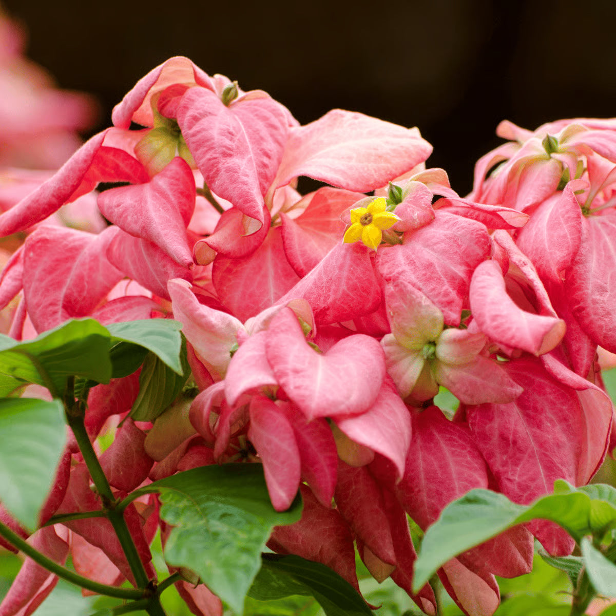 Pink Nezabudka Flower Seeds for Garden Colorful Display Heirloom & GMO Free Seeds for Home Garden
 
 Sale