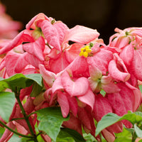 Pink Nezabudka Flower Seeds for Garden Colorful Display Heirloom & GMO Free Seeds for Home Garden
 
 Sale