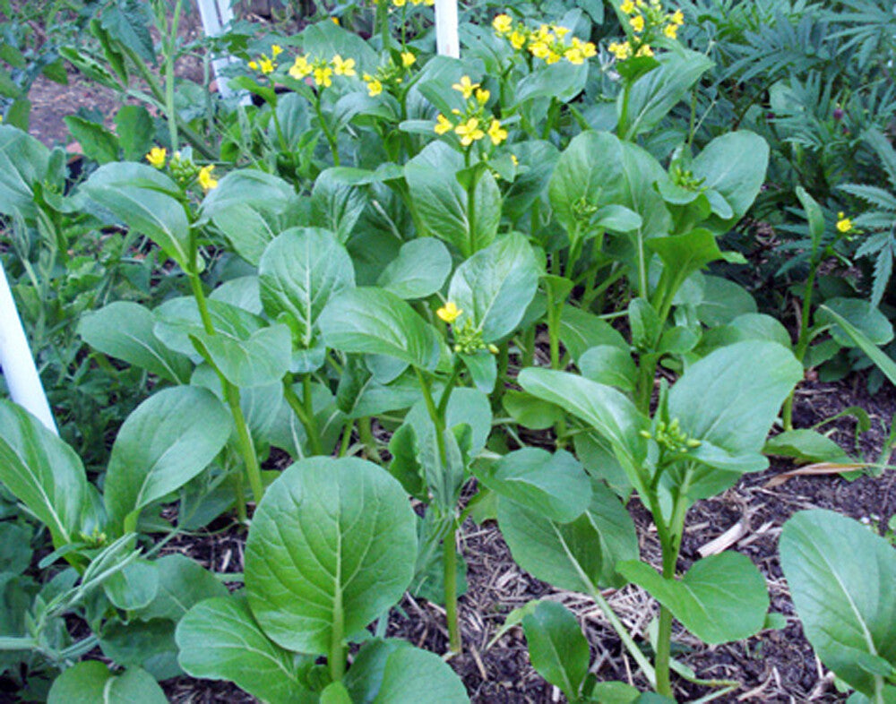 Green Tsoi Sim Vegetable Seeds for Easy Planting