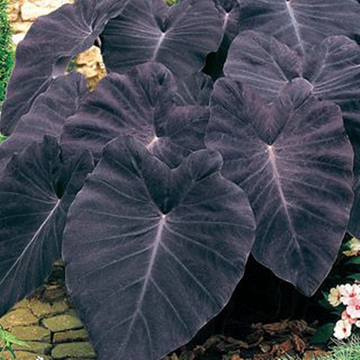 Black Caladium Flower seeds for Planting - Wildflower Mix, Heirloom & GMO Free Seeds for Home Garden