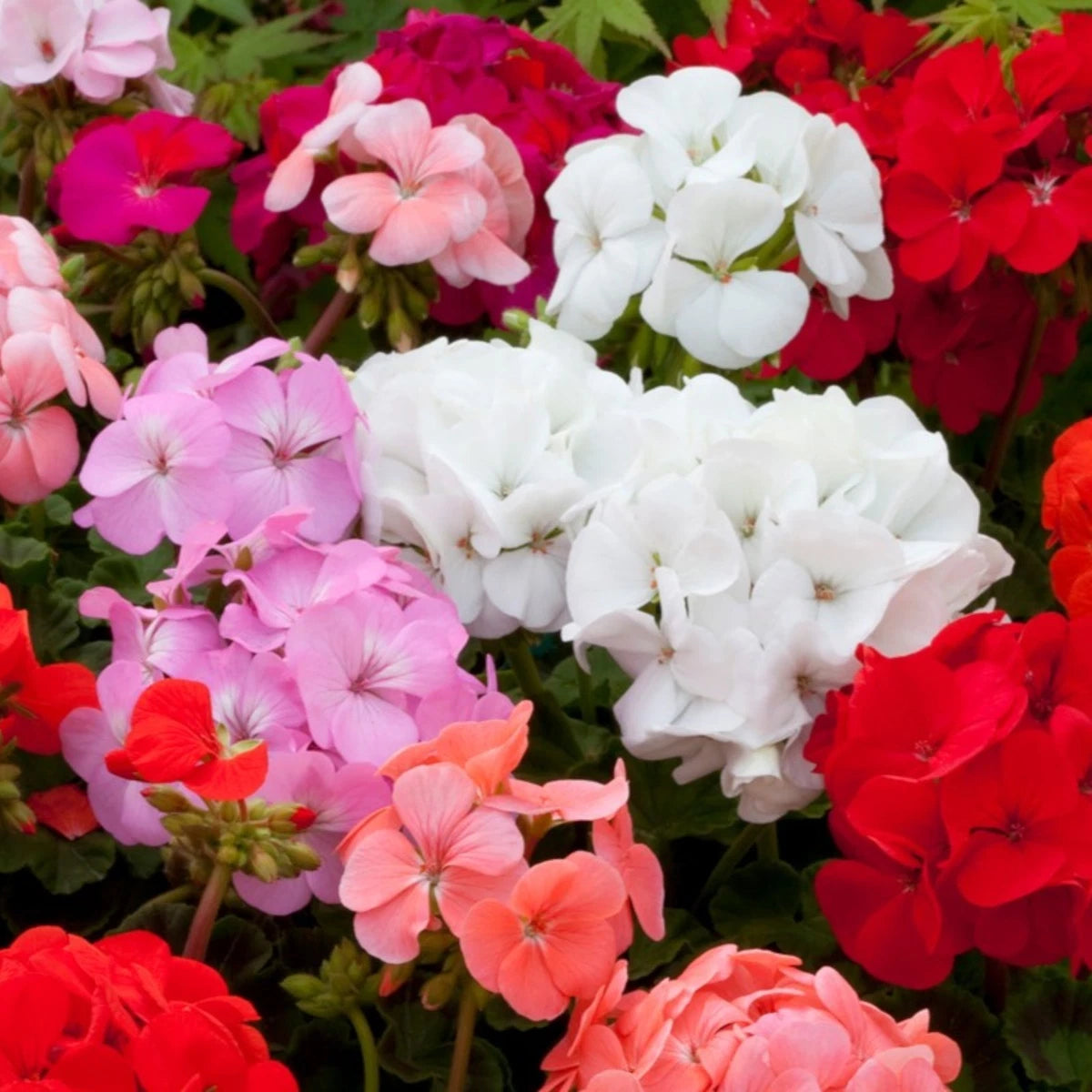 Mixed Geranium Flower seeds for Planting - Premium Quality, Heirloom & GMO Free Seeds for Home Garden