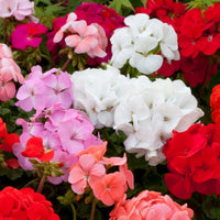 Mixed Geranium Flower seeds for Planting - Premium Quality, Heirloom & GMO Free Seeds for Home Garden
