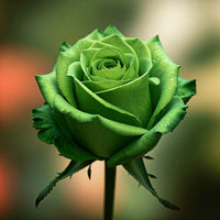 Green Rose Flower Seeds with Red Edge - Unique Garden Planting, Easy-to-Grow Perennial