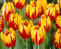 Tulip Yellow Red Flower seeds for Planting - Premium Quality, Heirloom & GMO Free Seeds for Home Garden