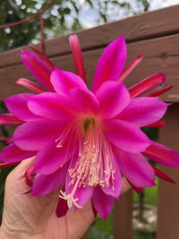 Purple Epiphyllum Oxypetalum Flower seeds for Planting Cottage Garden Essential Heirloom & GMO Free Seeds for Home Garden