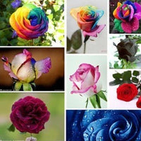 Violet MultiColor Rose Flower Seeds for Planting Easy to Grow Heirloom & GMO Free Seeds for Home Garden
 
 Sale