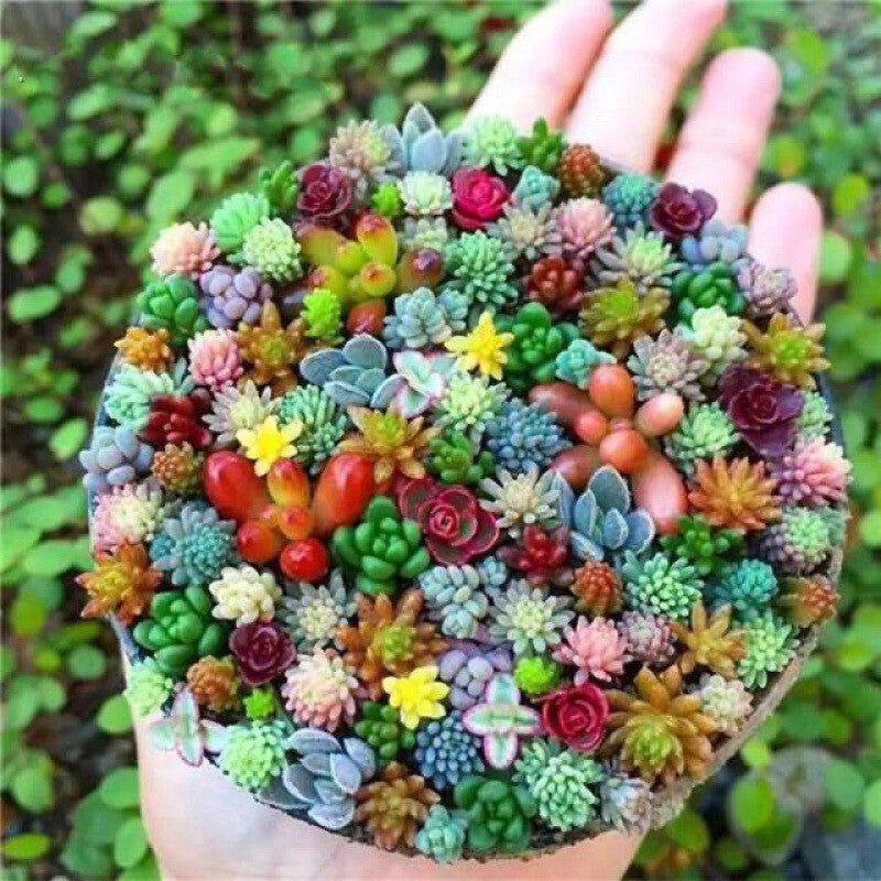 Mix Color Sedum Succulent Flower seeds for Planting Drought Tolerant Heirloom & GMO Free Seeds for Home Garden
 
 Sale