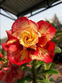 Yellow Red Adenium Obesum Flower Seeds for Planting Low Maintenance Heirloom & GMO Free Seeds for Home Garden  Sale