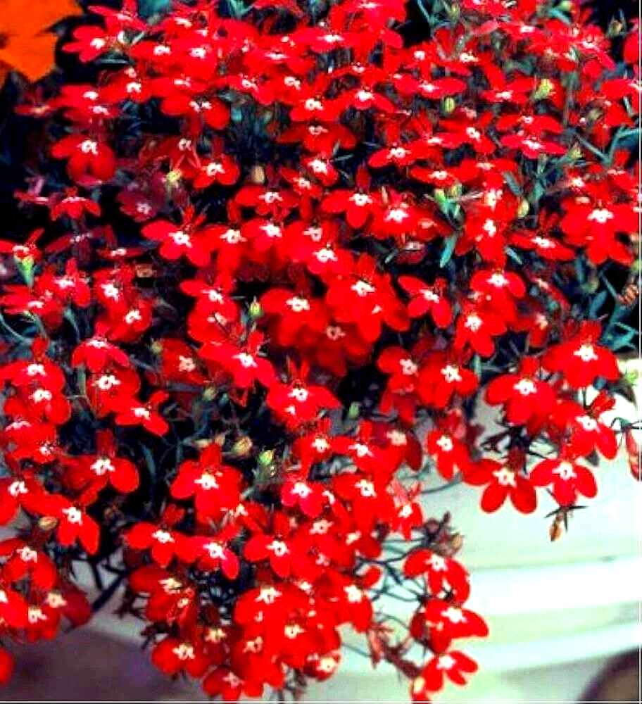 Red Cascade Flower Seeds for Planting Shade Tolerant Heirloom & GMO Free Seeds for Home Garden
 
 Sale