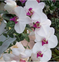 White Phalaenopsis Orchid Flower Seeds, Flower seeds for Planting Easy to Grow Heirloom & GMO Free Seeds for Home Garden