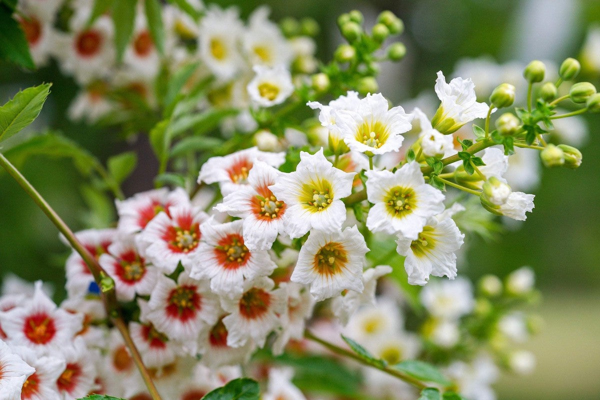 Xanthoceras Sorbifolium Flower seeds for Planting Cut Flower Favorite Heirloom & GMO Free Seeds for Home Garden