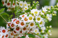Xanthoceras Sorbifolium Flower seeds for Planting Cut Flower Favorite Heirloom & GMO Free Seeds for Home Garden