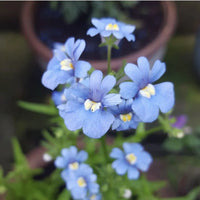 Blue Nemesia Strumosa Flower seeds for Planting Cut Flower Favorite Heirloom & GMO Free Seeds for Home Garden 
 
 Sale