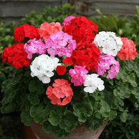 Mixed Geranium Flower seeds for Planting - Premium Quality, Heirloom & GMO Free Seeds for Home Garden