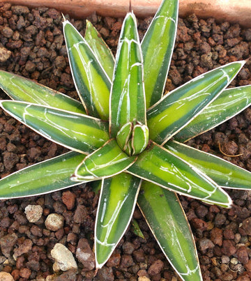 Green Victoria Agave Utahensis Flower seeds for Planting - Colorful Display, Heirloom & GMO Free Seeds for Home Garden