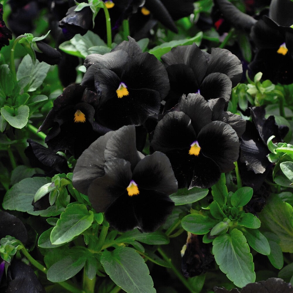Black Azalea Flower seeds for Planting Fragrant Blossoms Heirloom & GMO Free Seeds for Home Garden