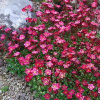 Saxifraga Pink Flower seeds for Planting - Garden Favorite, Heirloom & GMO Free Seeds for Home Garden