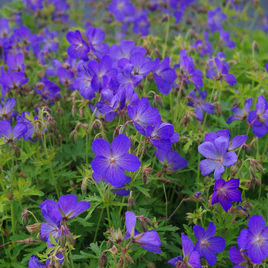 Navy Blue Geranium Flower Seeds for Planting Long Bloom Season Heirloom & GMO Free Seeds for Home Garden
 
 Sale