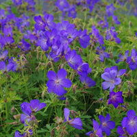 Navy Blue Geranium Flower Seeds for Planting Long Bloom Season Heirloom & GMO Free Seeds for Home Garden
 
 Sale