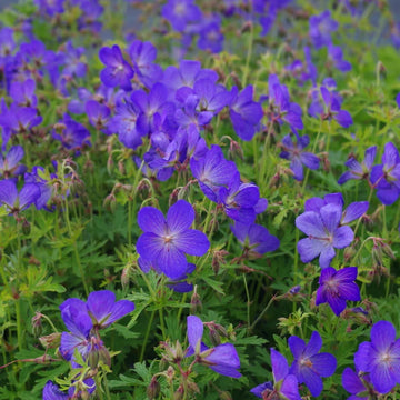 Navy Blue Geranium Flower Seeds for Planting Long Bloom Season Heirloom & GMO Free Seeds for Home Garden
 
 Sale