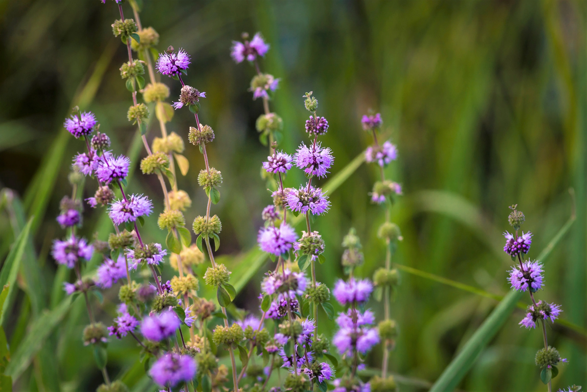 Violet Pennyroyal Flower seeds for Planting - Cut Flower Favorite, Heirloom & GMO Free Seeds for Home Garden
 
 Sale for planting in home garden.