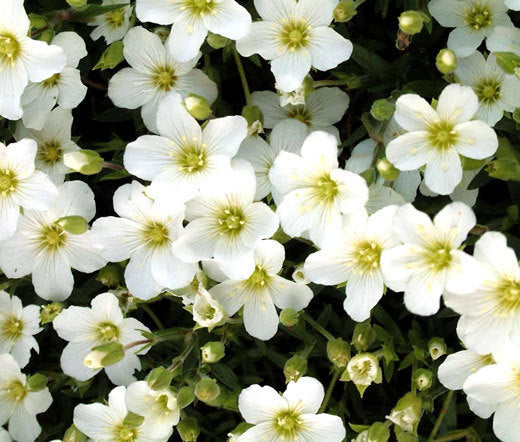White Blush Saxifraga Flower seeds for Planting - Seasonal Bloomer, Heirloom & GMO Free Seeds for Home Garden