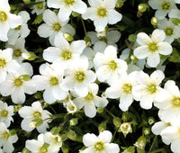 White Blush Saxifraga Flower seeds for Planting - Seasonal Bloomer, Heirloom & GMO Free Seeds for Home Garden