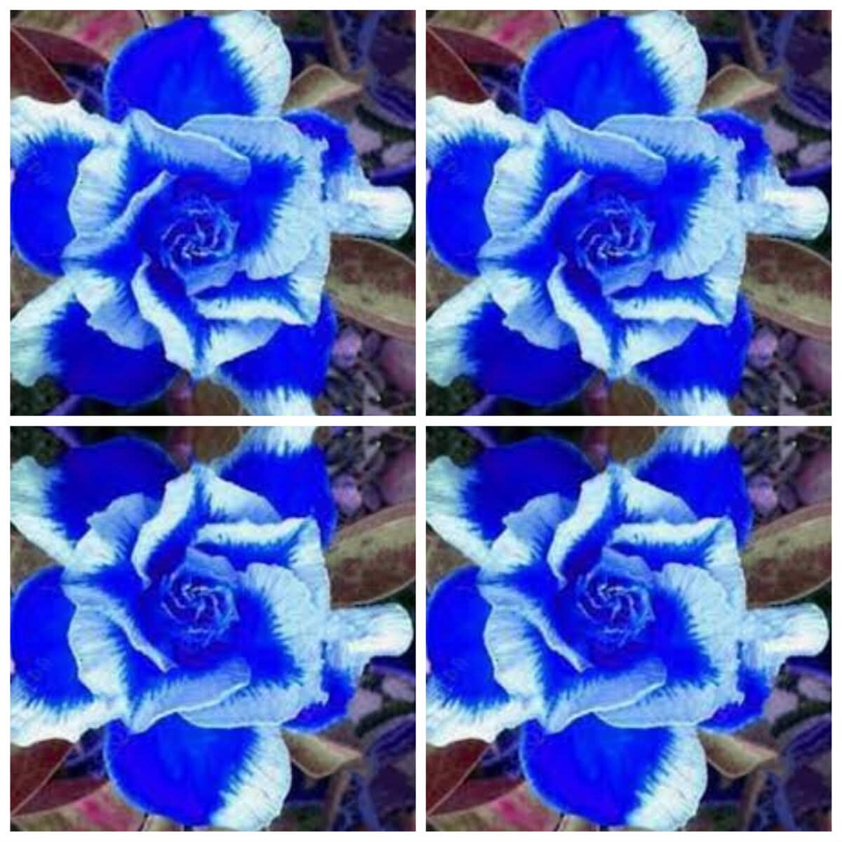 Deep Blue Adenium Obesum Flower seeds for Planting Bright Blooms Heirloom & GMO Free Seeds for Home Garden