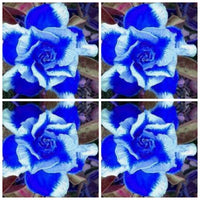 Deep Blue Adenium Obesum Flower seeds for Planting Bright Blooms Heirloom & GMO Free Seeds for Home Garden
